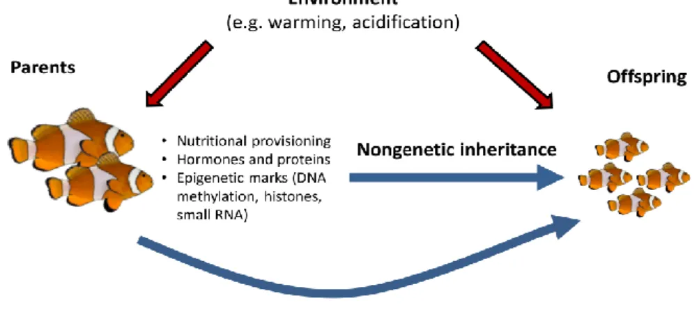 Figure  1.1.3.  Parents  influence  the  phenotype  of  their  offspring  through  both  genetic  and  non-genetic  pathways