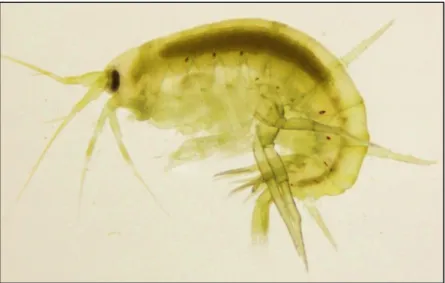 Figure 1.2.1. Gammarus locusta (Linnaeus, 1758) 