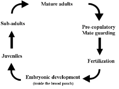 Figure 1.2.3. Life cycle of a Gammarid amphipod.  