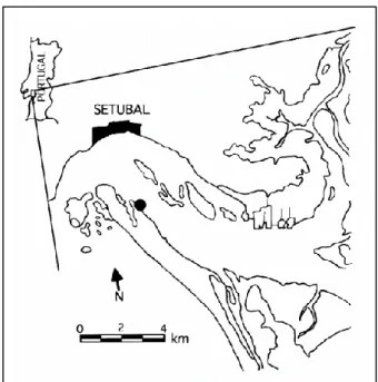 Figure 3.1.1. Geographic location of the Sado estuary and the  sampling  site,  indicated  by  a  black  circle  (Costa  and  Costa,  1999) 