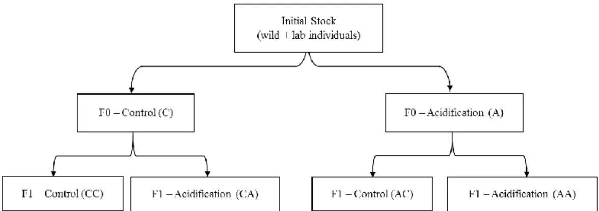 Figure 3.3.1. Global experimental design: after ensuring 60 to 70 days of stock acclimation, the last new-born individuals were  left to develop and reach maturity
