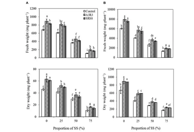 FIGURE 1 | Influence of Psychrobacter sp. SRS8 and Pseudomonas sp.