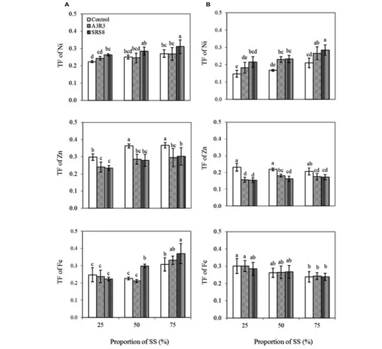 FIGURE 2 | Influence of Psychrobacter sp. SRS8 and Pseudomonas sp. A3R3 on the translocation factor (TF) of Ni, Zn, and Fe in B