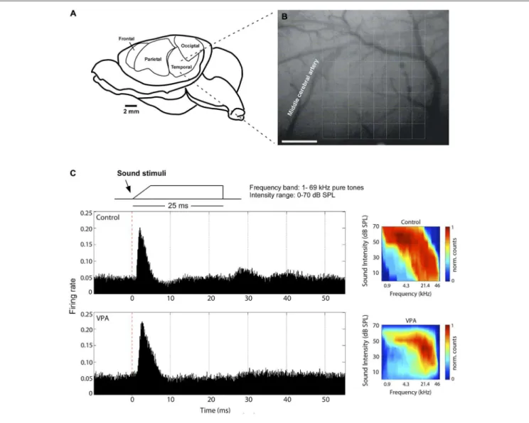 FIGURE 1 | Electrophysiological mapping of the primary auditory cortex. (A) Anatomical disposition of the rat’s temporal cortex at left hemisphere