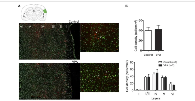 FIGURE 4 | Quantitative distribution of parvalbumin-positive neurons in AI of VPA and control animals
