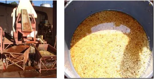 Figure 1 - Process of coffee stripping (left) and process of coffee pulping (right) 