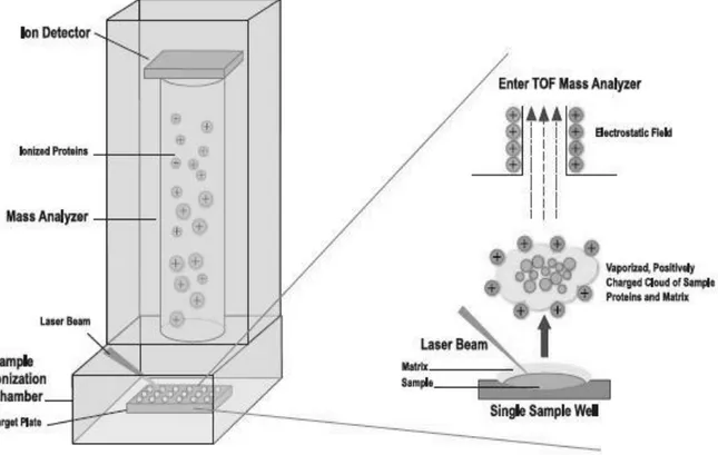 Figure 4: MALDI-TOF scheme: the sample is ionized by laser irradiation, then the ions are desorbed from  the MALDI plate and accelerated into the TOF analyzer