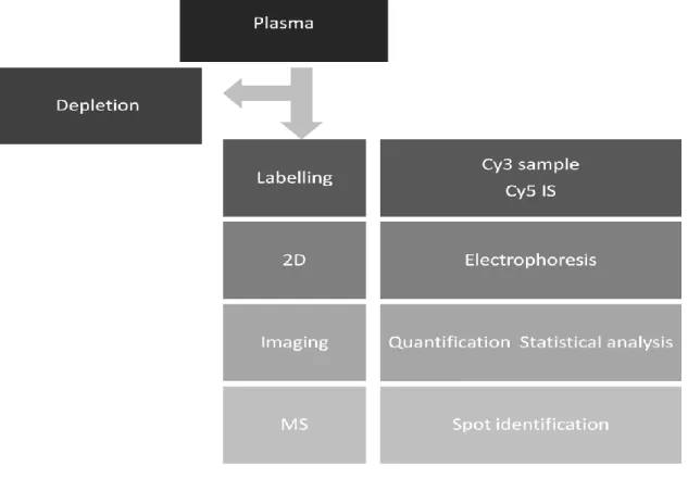 Figure 8: Flow chart of the proteomic workflow: from plasma depletion to DIGE analysis (labeling, 2D  electrophoresis, gel images analysis) and finally MS identification of the differentially expressed protein 
