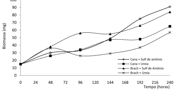 Figura  1.2:  Crescimento  de  massa  fúngica  no  decorrer  do  processo  fermentativo  por  Trichoderma  longibrachiatum  com  bagaço  de  cana  e  Brachiaria  decumbens  suplementados 