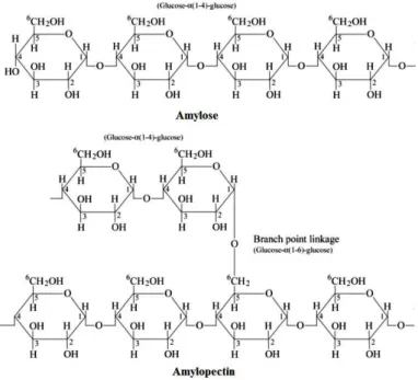 Figura 2 – Amilose e amilopectina, estrutura (Buléon et al., 1998) 