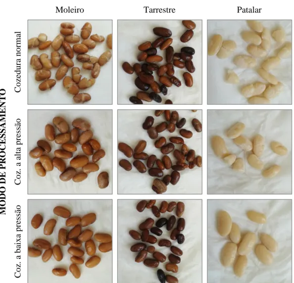Figura 7 – Aspeto dos grãos de feijão após processamento. 