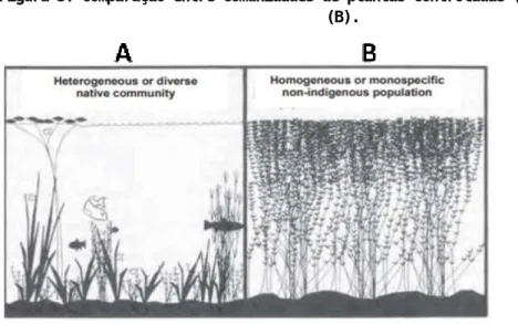 Figura 3: comparação entre comunidades de plantas controladas (A) e não controladas   (B)