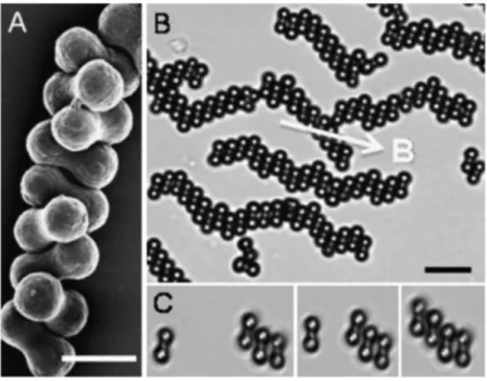 Figure 1.10: Peanut-shaped particles with a permanent transverse magnetic dipole. Figure extracted from Ref