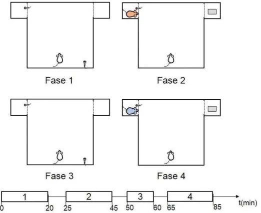 Figura 4.4: O experimento é dividido em quatro fases. Em todas as fases, o animal pode explorar o compartimento central livremente