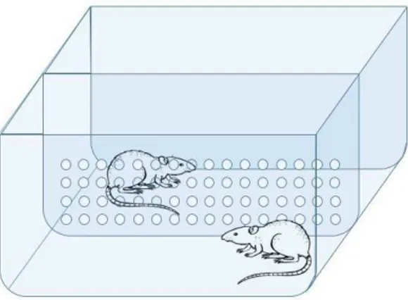 Figura 4.5: Os animais familiares dividiram gaiola com os animais experimentais durante 3 dias anteriores aos experimentos