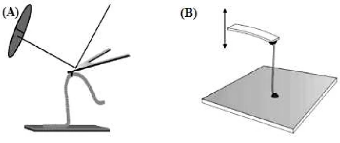 Figura 14. Nas figuras temos duas ilustrações de experimentos feitos com fibras de colágeno  separadas