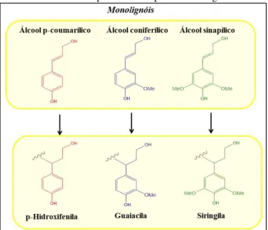Figura 5:Os três principais monolignóis precursores da lignina  e suas estruturas correspondentes no polímero de lignina