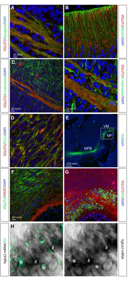 Fig. 1 Immunohistochemical and in situ hybridization analysis on sagittal sections of the embryonal mouse brain