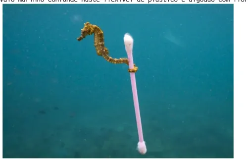 Figura 3 - Cavalo-marinho confunde haste flexível de plástico e algodão com flora marinha