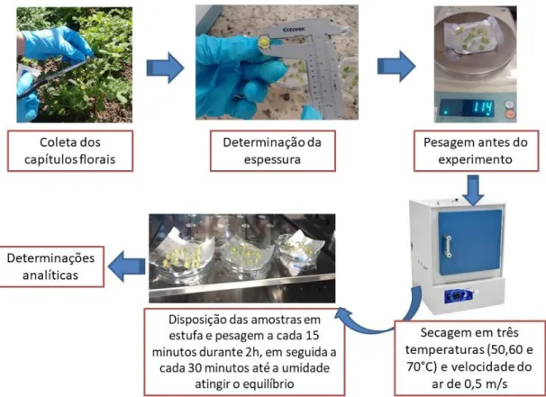 Figura 7 – Etapas do processo de secagem dos capítulos florais de E. viscosa colhidos no campo experimental da  Embrapa Agroindústria Tropical