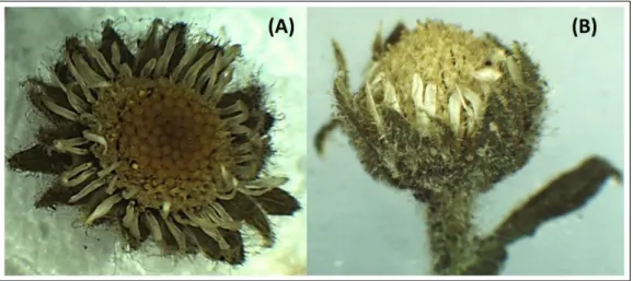 Figura 11 – Estrutura externa dos capítulos florais de E. viscosa, antes (A) e depois (B) do processo de secagem