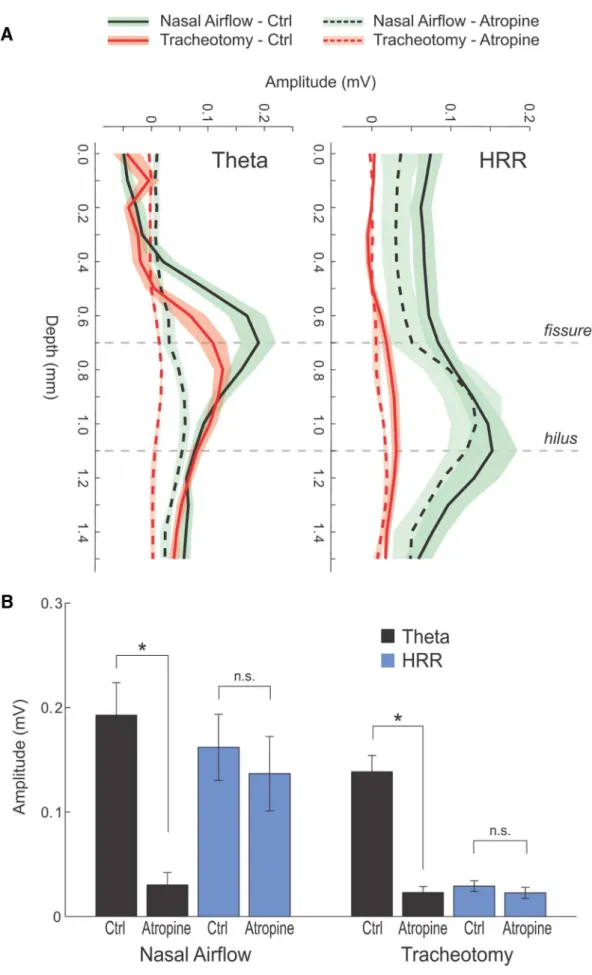 Figure 10. HRR and ␪ oscillations have different depth profiles, sensitivity to atropine, and dependence on nasal airflow (group results)