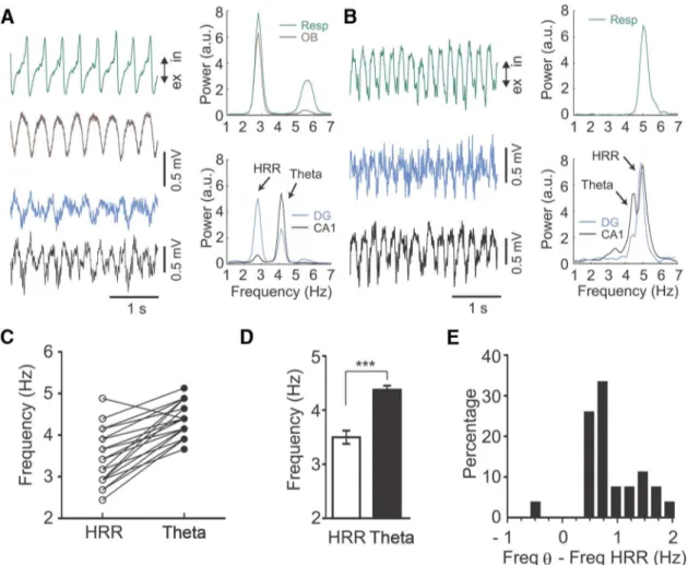 Figure 2. Respiration rate strongly influences the frequency difference between ␪ and the HRR