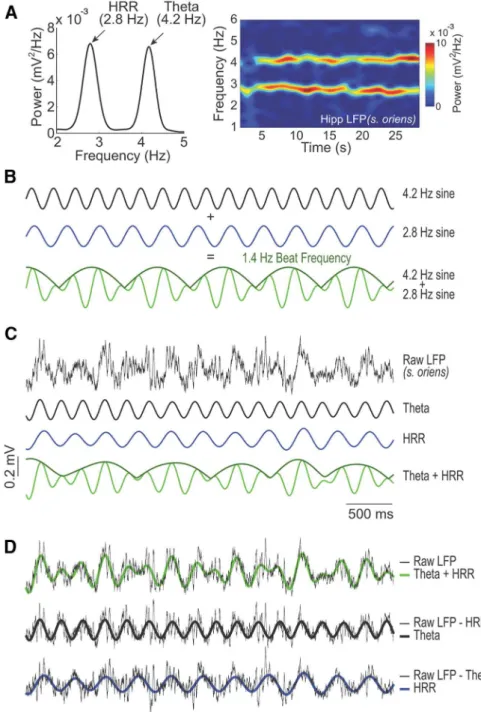 Figure 3. LFP signals simultaneous exhibiting HRR and ␪ oscillations show frequency beating