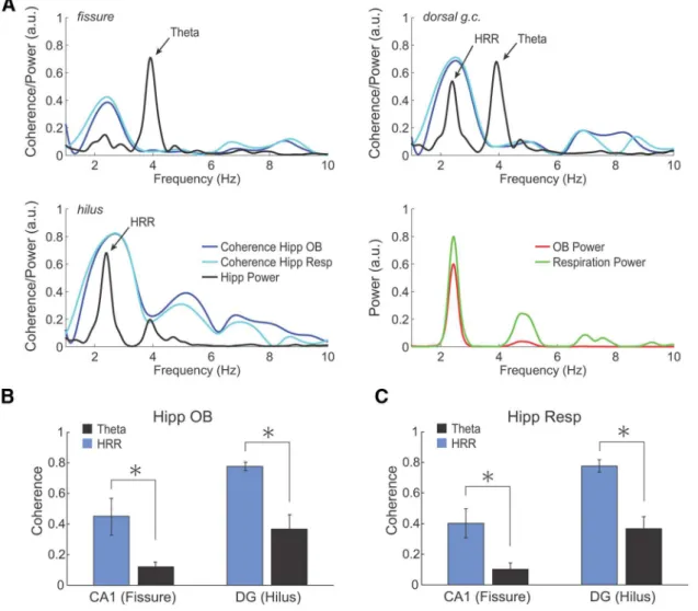 Figure 4. HRR, but not ␪, is coherent with respiration and OB oscillations. A, Representative examples of coherence spectra for hippocampal (Hipp) LFP exhibiting HRR and ␪