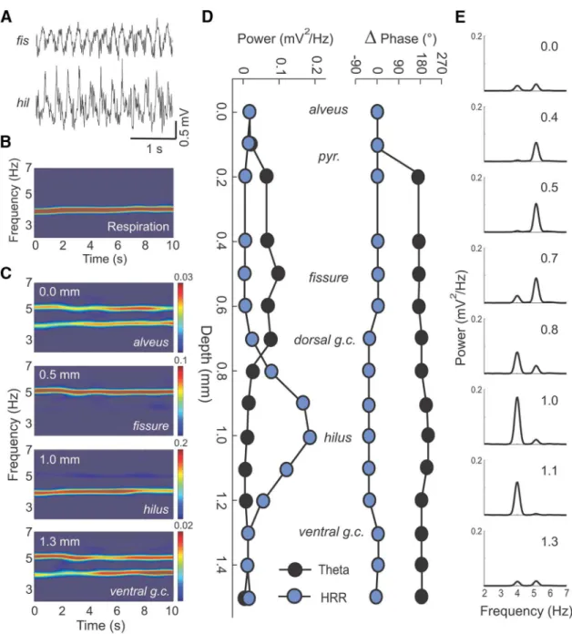 Figure 5. The amplitude and phase shift of ␪ and respiration-induced rhythm (HRR) differ across hippocampal layers