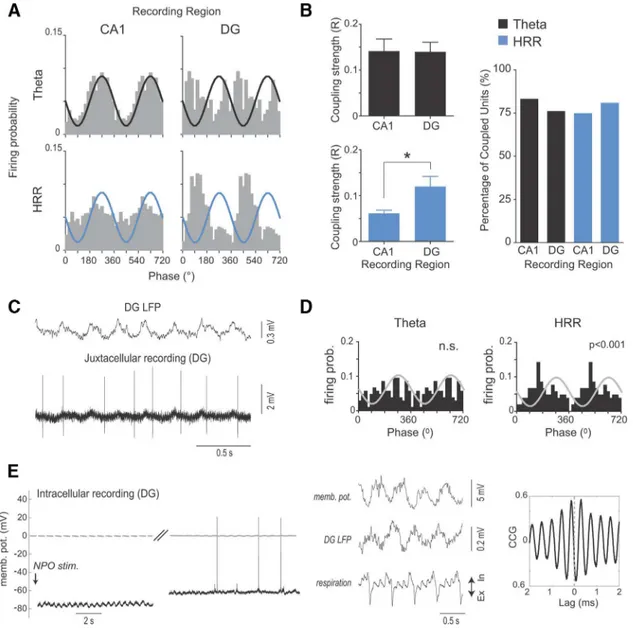 Figure 6. HRR modulates DG spiking activity and subthreshold membrane potentials. A, Spike probability distribution as a function of the phase of hippocampal ␪ (top; recorded at the fissure) and HRR (bottom; recorded at the hilus) for an example of multiun