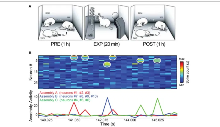FIGURE 1 | Behavioral paradigm and cell assembly detection. (A) Rats were submitted to three periods of experimentation