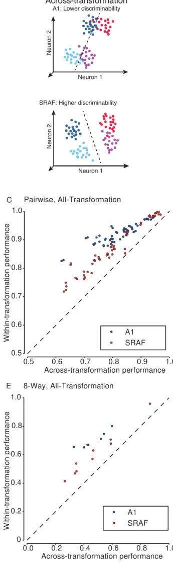 FIGURE 6 D EB CNeuron 1Neuron 2Within-transformationA1: High discriminability