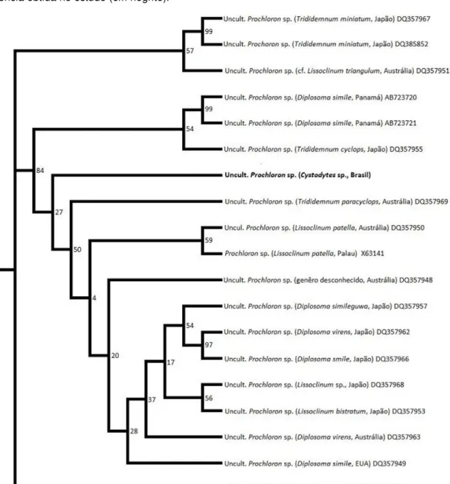 Figura 3 - Árvore filogenética de máxima verossimilhança a partir de sequências do gene 16S rDNA  da cianobactéria Prochloron sp