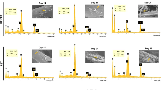 Figure  5.  SEM  micrographs  (inset)  and  EDS  spectra  with  Ca/P  ratios  determined  for  the  SF-PET  and  PET  knitted  spacer  fabrics,  after  14,  21  and  28  days  of  culture  in  osteogenic  medium