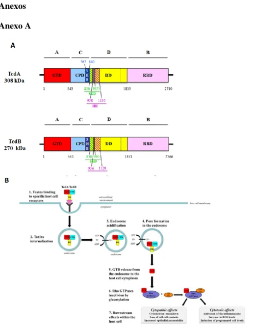 Figura 1.  Estrutura e mecanismos de ação das toxinas A e B. (A) Representação esquemática da estrutura  da toxina A e B segundo modelo ABCD