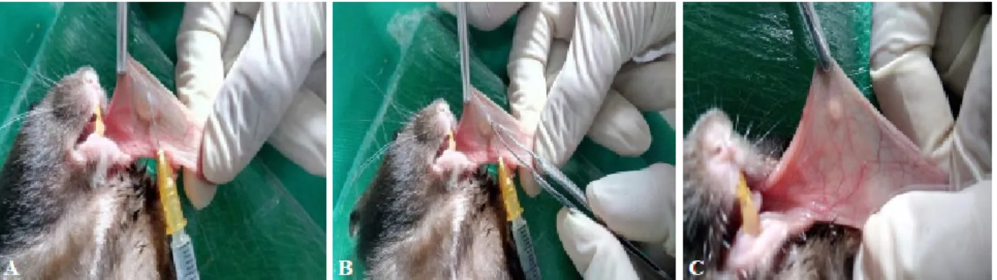 Figure 2 -  Surgical procedure.  A : Inoculation of saline to make room for the sponge implant