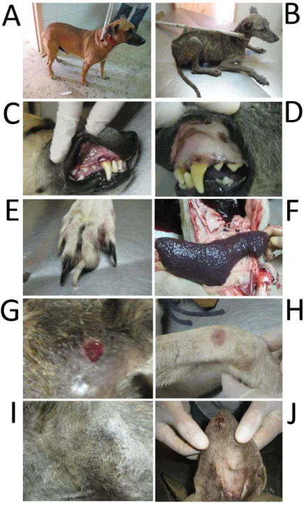Figura 2. Sinais clínicos observados em animais portadores de leishmaniose visceral canina em  assentamentos  rurais  de  Mossoró-RN