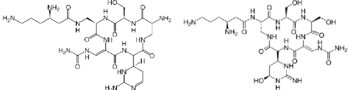 Figura 14 – Moléculas de capreomicina (à esquerda) e viomicina (à direita)