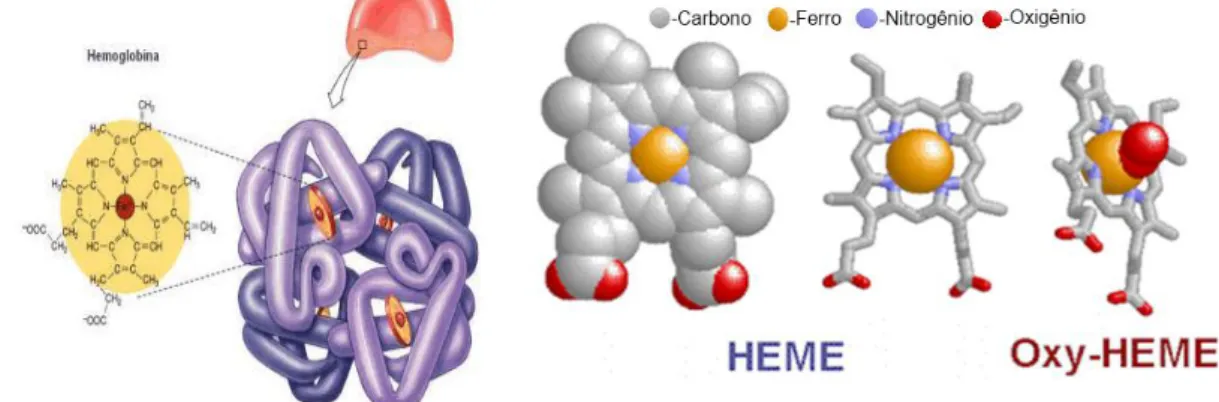 Figura 1 - Estrutura da hemoglobina humana. 