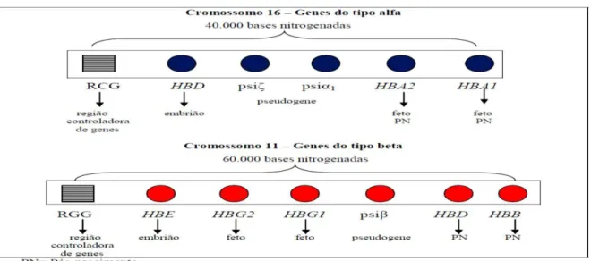 Figura 2 - A gênese das cadeias globínicas.  