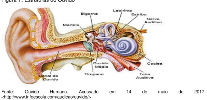 Figura 1: Estruturas do Ouvido 