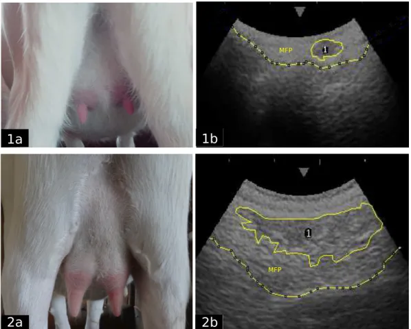 Figure 3.1. Appearance of udders at the beginning and end of the trial (1a-2a), ultrasound images  (1b-2b) showing  the  parenchyma  area  (1),  the  mammary  fat  pad  (MPF)  separated  from the body  wall with a dashed line