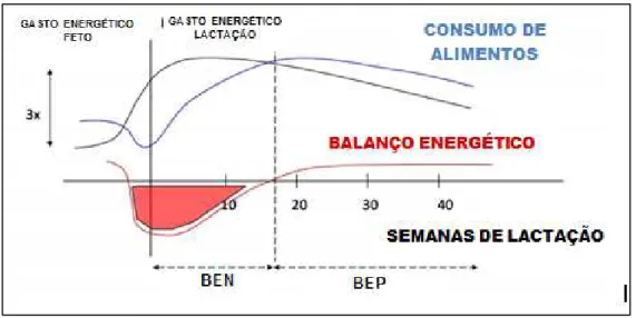 Figura  2  –  Representação  hipotética  do  requerimento  energético  (linha  preta),  consumo  de  alimentos  (linha  azul)  e  balanço  energético  (linha  vermelha)  em  vacas  de  alta  produção  antes  e  após  o  parto  (representado  pela  linha  p