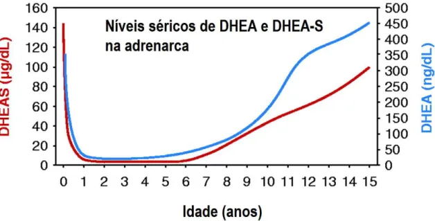 Figura 1- Níveis séricos de DHEA e DHEA-S desde o nascimento até a adolescência. Fonte: modificada  de Rege e Rainey, 2012