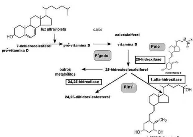 Figura  3-  Metabolismo  da  vitamina  D  no  organismo  a  partir  da  molécula  7-dehidrocolestrol  para  transformação na forma ativa 1,25(OH)D
