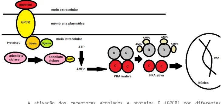 Figura 3 - Sinalização mediada pelo receptor acoplado a proteína G envolvendo o AMPc. 