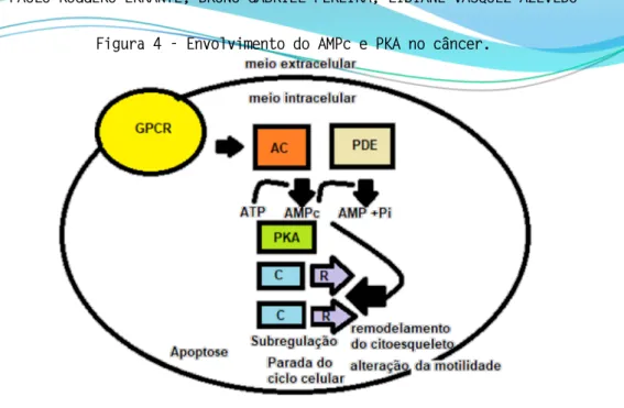 Figura 4 - Envolvimento do AMPc e PKA no câncer. 
