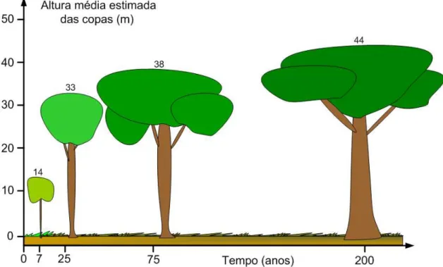Figura  20.  Ilustração,  em  escala,  da  altura  média  das  copas  das  árvores  dos  sistemas  estudados (Elaborada por: Thiago J