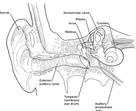 Figura 1 – Estrutura anatómica do ouvido – corte coronal. In http://emedicine.medscape.com/article/1948907-overview 